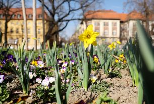 Szeged, tavasz, időjárás, február, természet, virágok, fák, bokrok, hóvirág, ibolya, aranyeső
